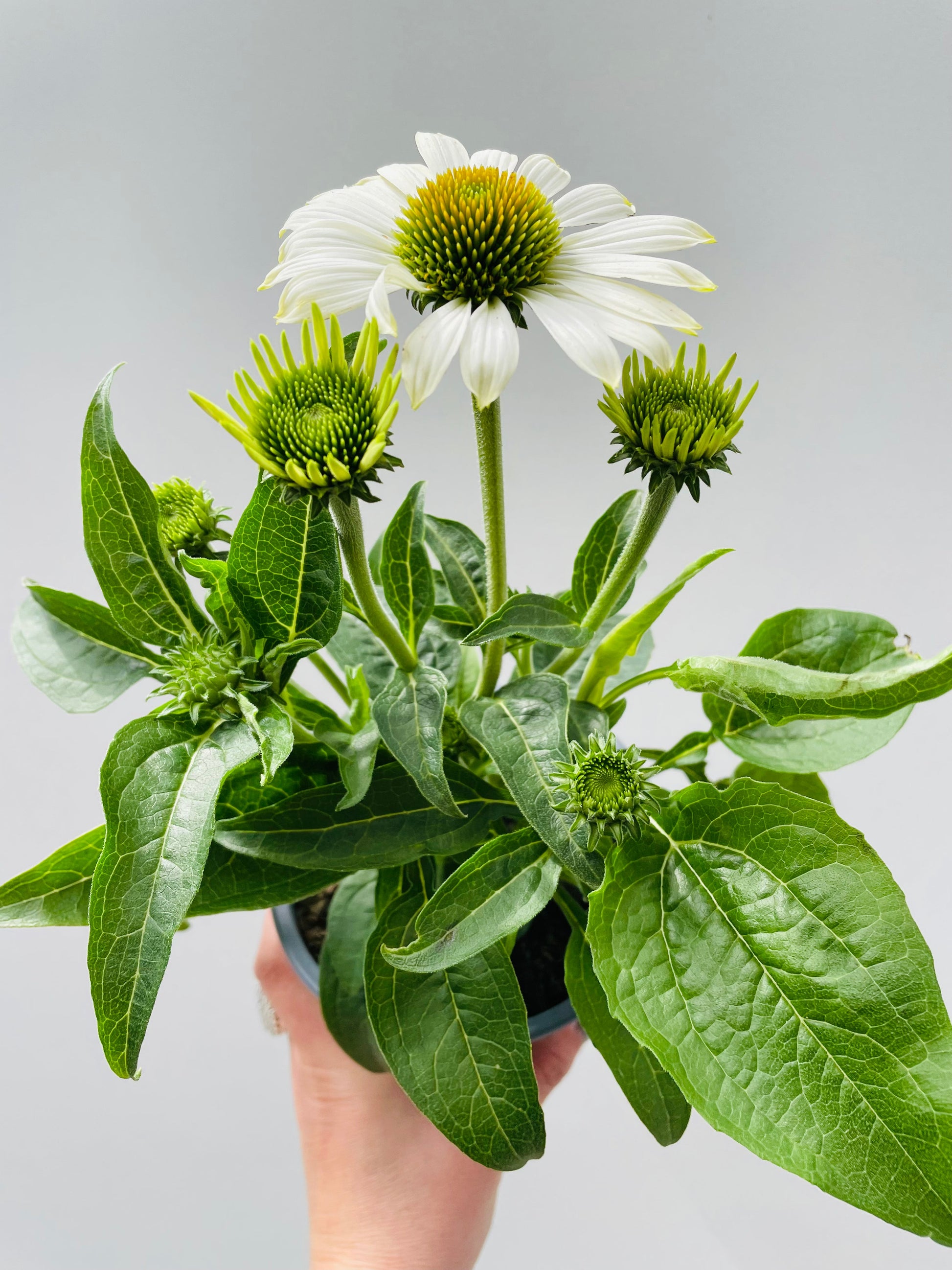 Bilde av Echinacea purpurea hvit-Spanne Plantesalg