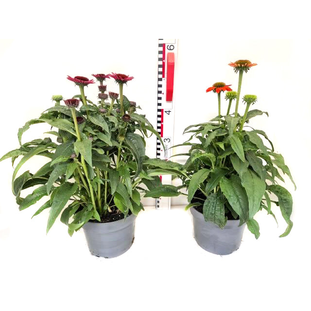 Bilde av Echinacea purpurea Lakota-Spanne Plantesalg