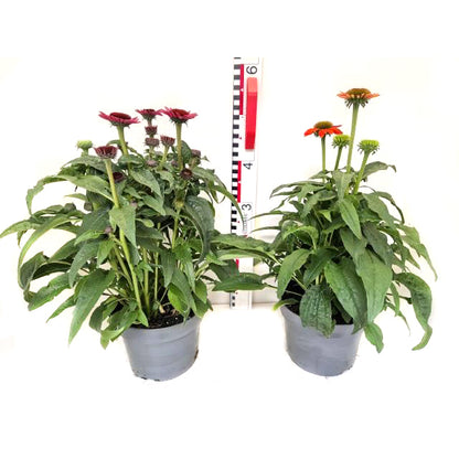 Bilde av Echinacea purpurea Lakota-Spanne Plantesalg