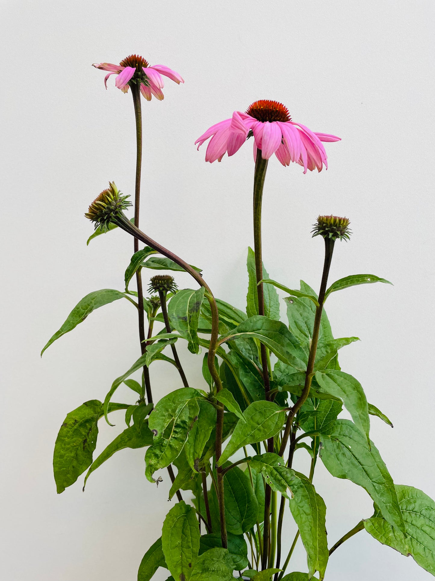 Bilde av Echinacea p. 'Magnus'-Spanne Plantesalg