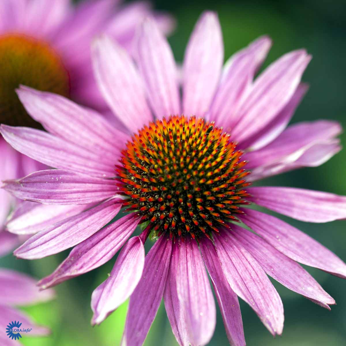 Bilde av Echinacea p. 'Magnus'-Spanne Plantesalg