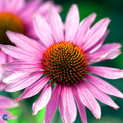 Bilde av Echinacea p. 'Magnus'-Spanne Plantesalg