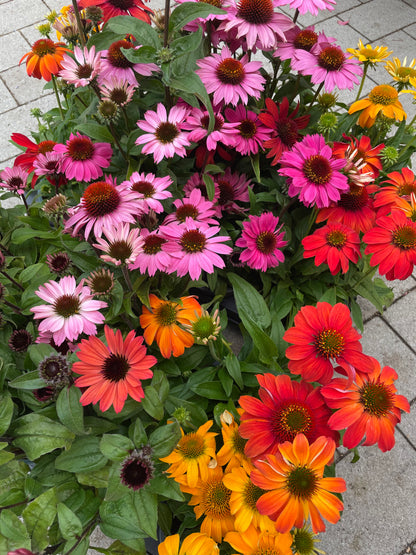 Echinacea purpurea Mix