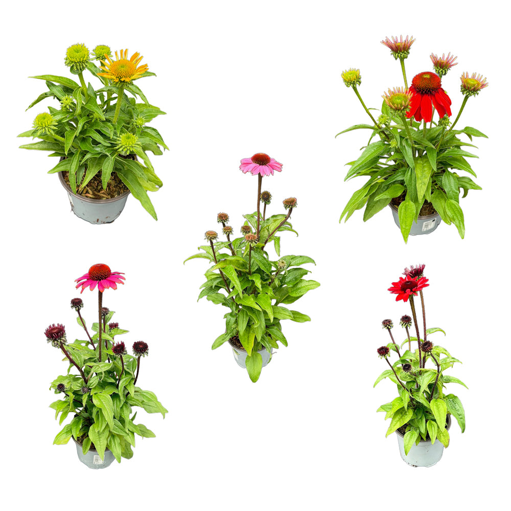 Bilde av Echinacea purpurea Mix-Spanne Plantesalg