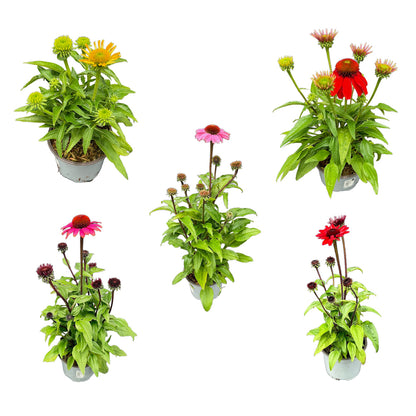 Bilde av Echinacea purpurea Mix-Spanne Plantesalg