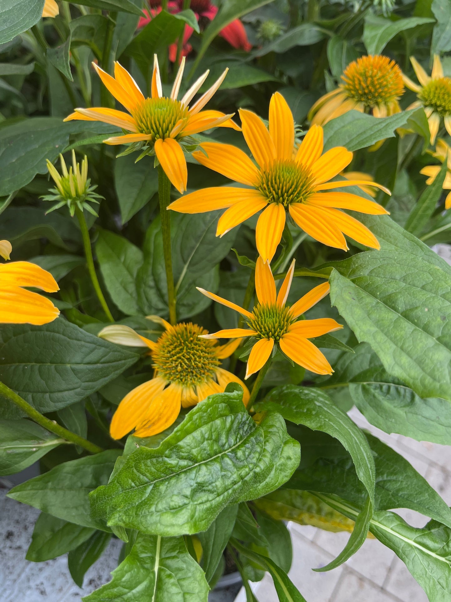 Bilde av Echinacea purpurea-Spanne Plantesalg