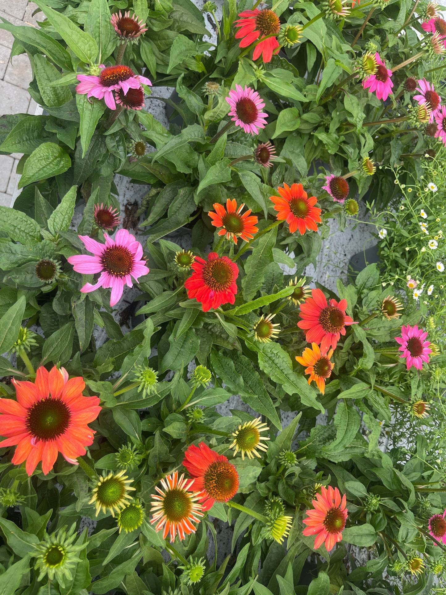 Bilde av Echinacea Purpurea Mix-Spanne Plantesalg