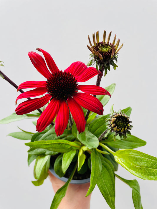 Bilde av Echinacea purpurea rød-Spanne Plantesalg