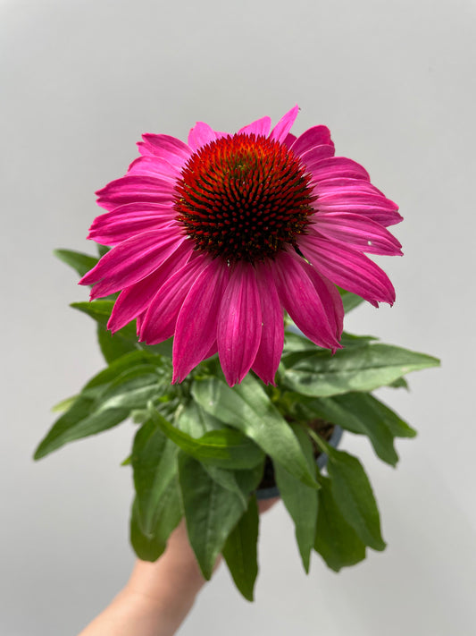 Bilde av Echinacea purpurea rosa-Spanne Plantesalg