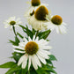 Bilde av Echinacea purpurea-Spanne Plantesalg