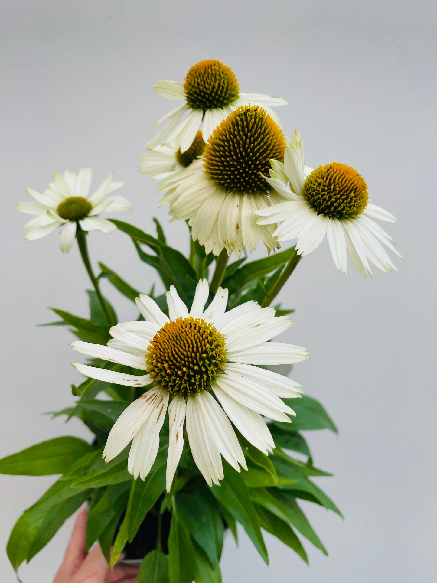 Bilde av Echinacea purpurea-Spanne Plantesalg