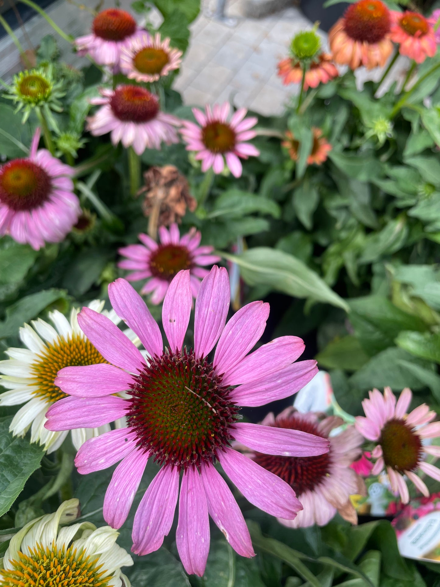 Bilde av ECHINACEA PURPUREA-Spanne Plantesalg