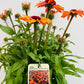 Bilde av Echinacea ‘Sunseekers Clementine’-Spanne Plantesalg