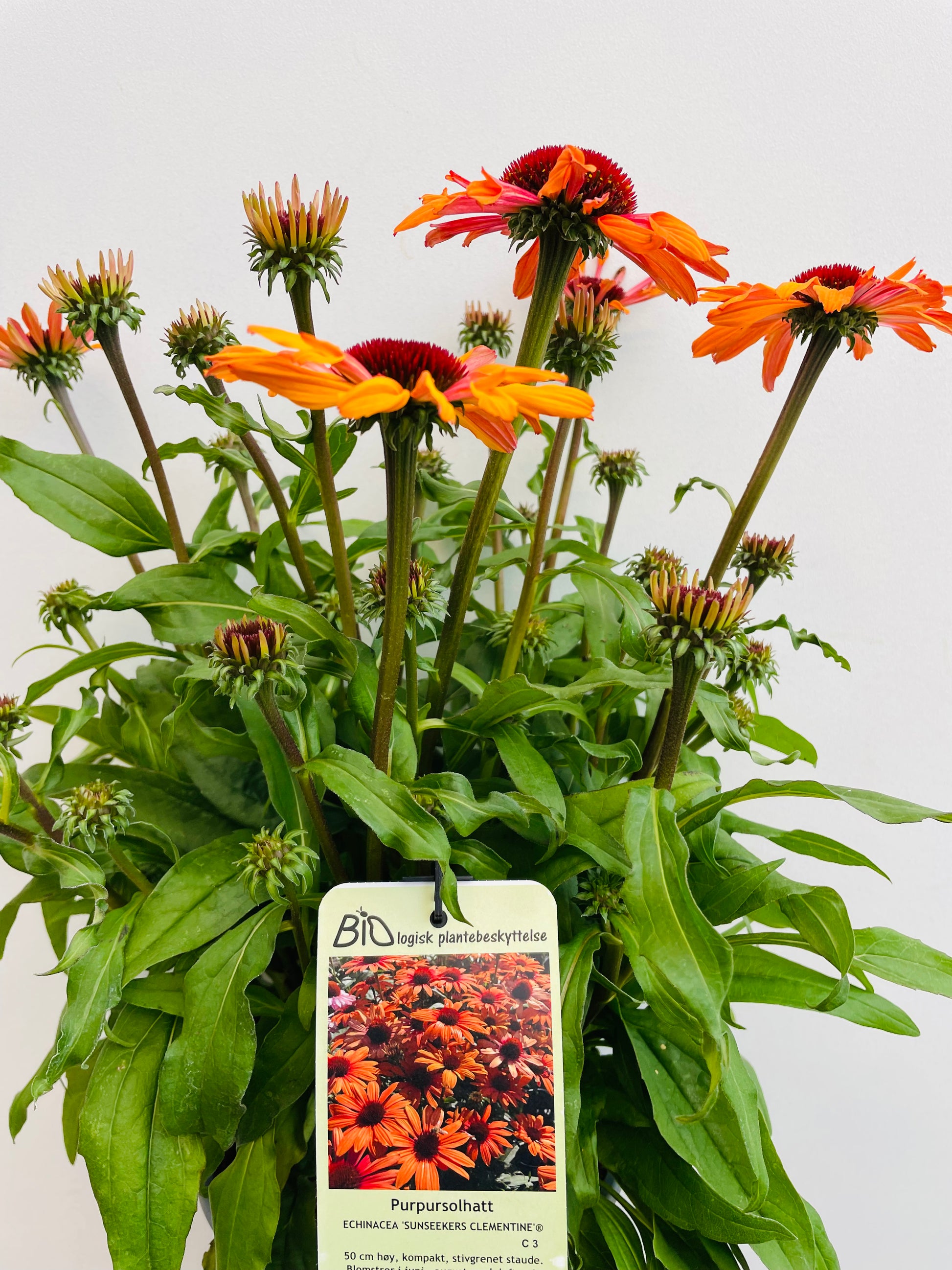 Bilde av Echinacea ‘Sunseekers Clementine’-Spanne Plantesalg