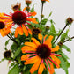 Bilde av Echinacea ‘Sunseekers Clementine’-Spanne Plantesalg
