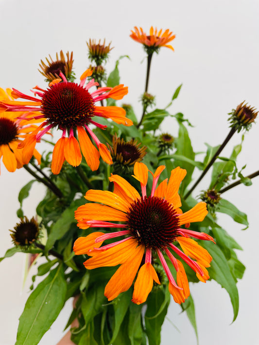 Bilde av Echinacea ‘Sunseekers Clementine’-Spanne Plantesalg
