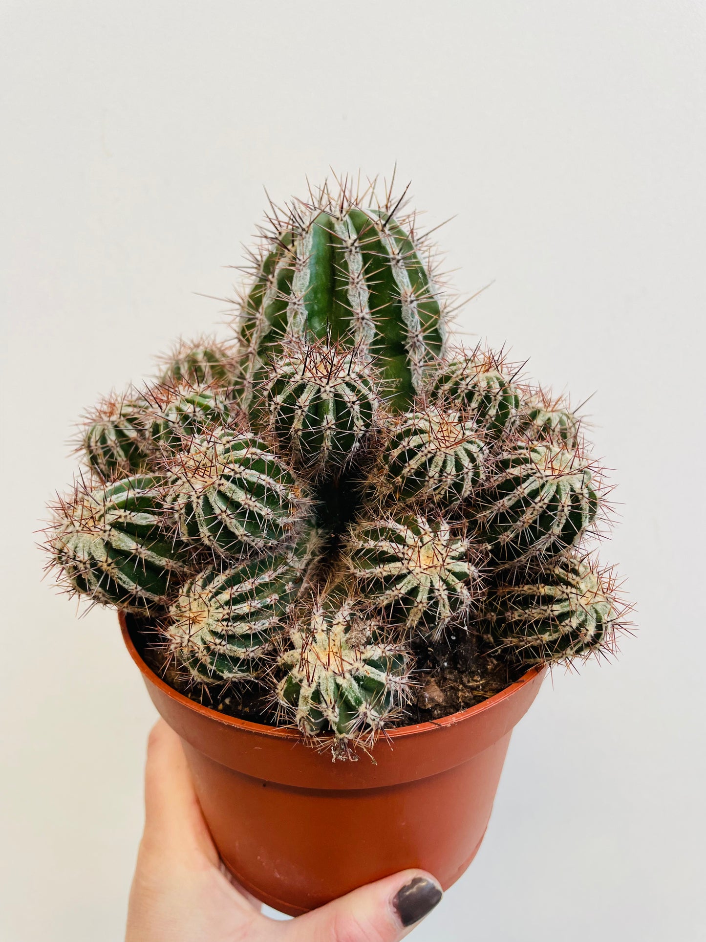 Bilde av Echinopsis ‘Haku-Jo Maru’-Spanne Plantesalg