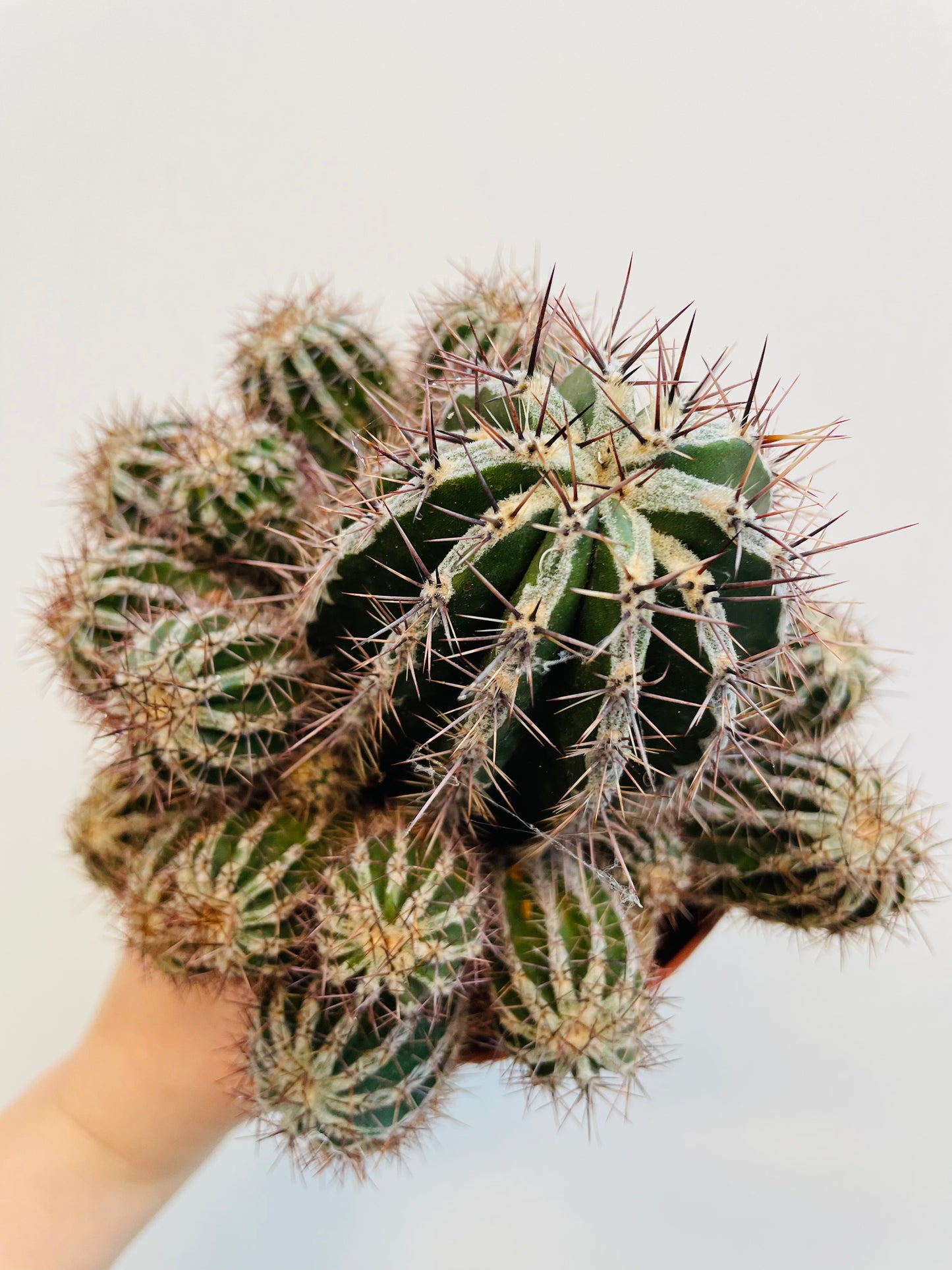 Bilde av Echinopsis ‘Haku-Jo Maru’-Spanne Plantesalg