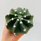 Bilde av Echinopsis subdenudata 9 cm potte-Spanne Plantesalg