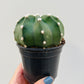 Bilde av Echinopsis subdenudata 9 cm potte-Spanne Plantesalg