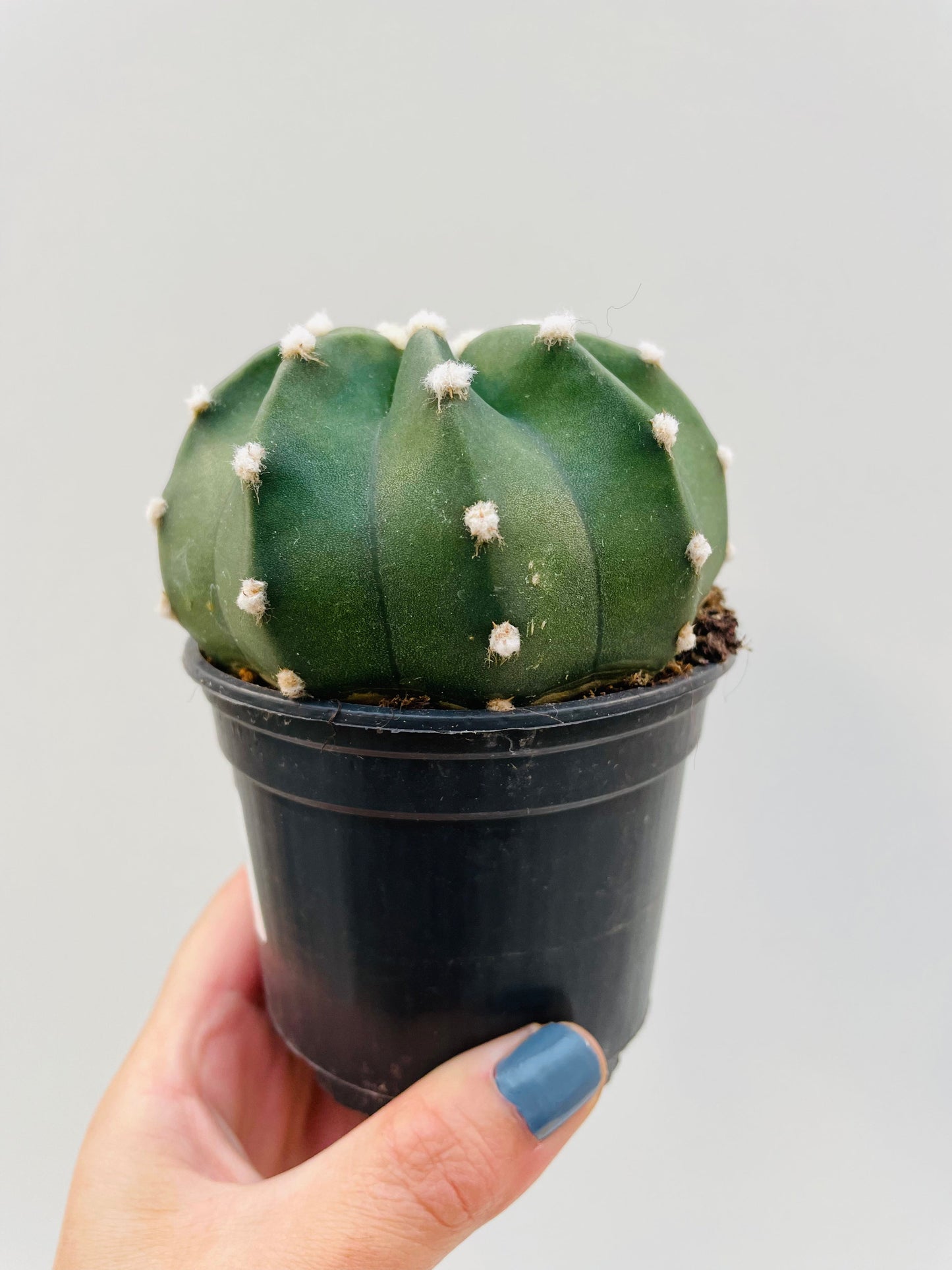 Bilde av Echinopsis subdenudata 9 cm potte-Spanne Plantesalg