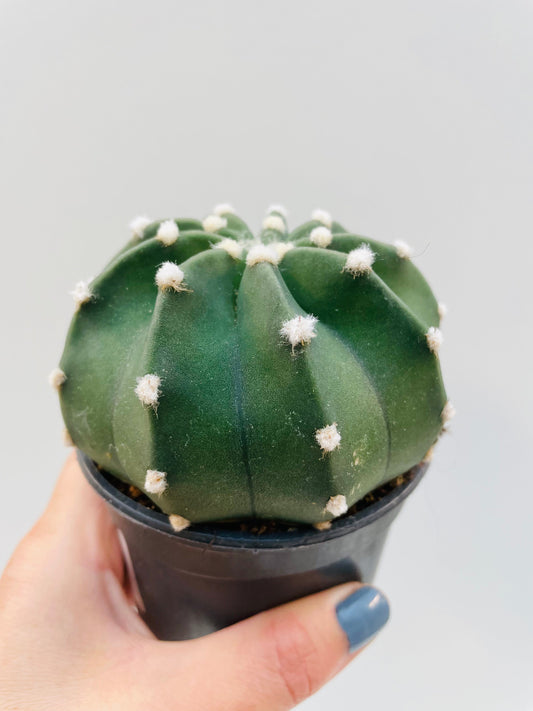 Bilde av Echinopsis subdenudata 9 cm potte-Spanne Plantesalg