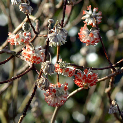 Bilde av Edgeworthia chrysantha 'Red Dragon'-Spanne Plantesalg