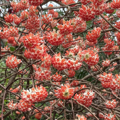 Bilde av Edgeworthia chrysantha 'Red Dragon'-Spanne Plantesalg