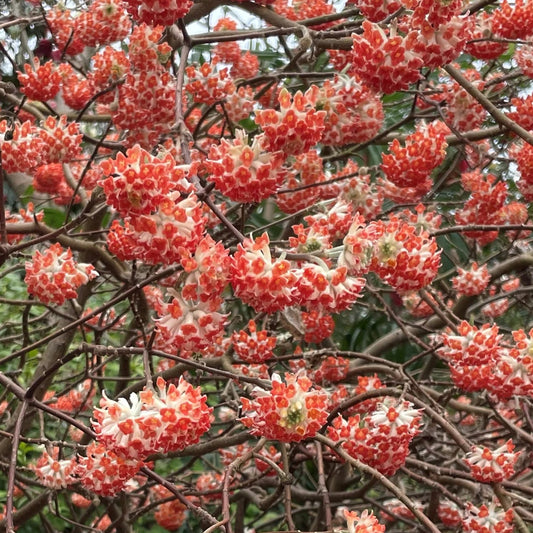 Bilde av Edgeworthia chrysantha 'Red Dragon'-Spanne Plantesalg