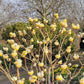 Bilde av Edgeworthia chrysantha 'Grandiflora'-Spanne Plantesalg