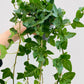 Bilde av Eføy lang ranket-Spanne Plantesalg