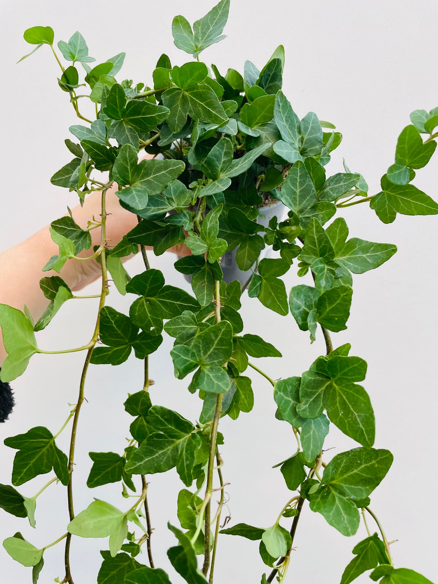 Bilde av Eføy lang ranket-Spanne Plantesalg