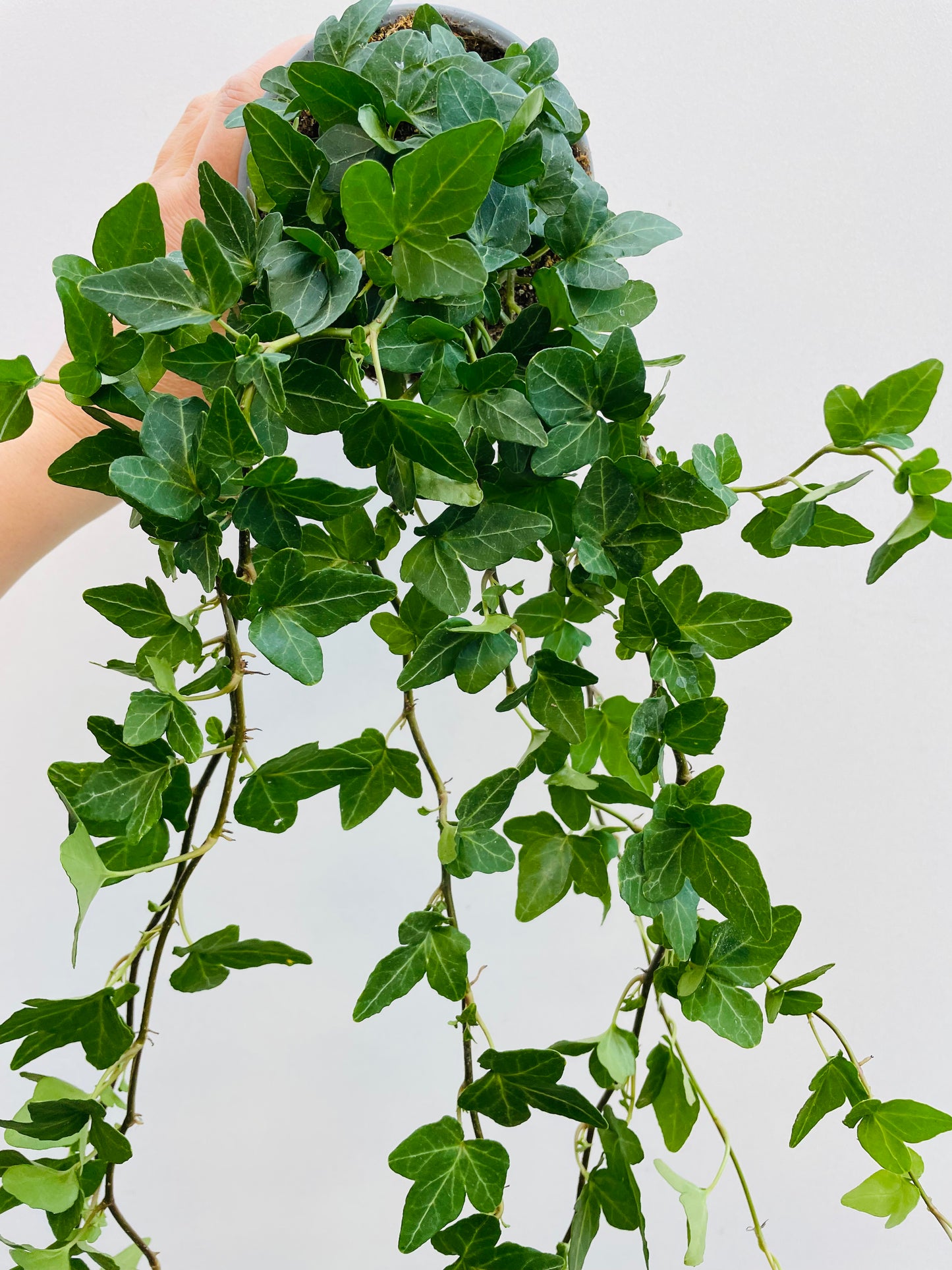 Bilde av Eføy lang ranket-Spanne Plantesalg