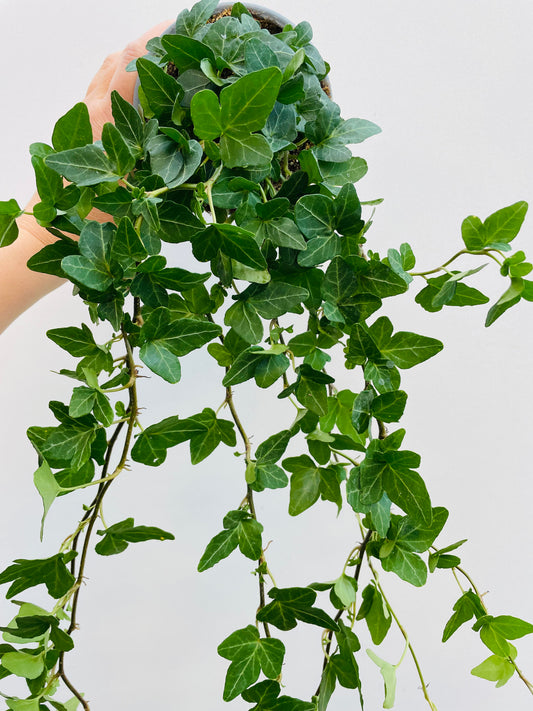 Bilde av Eføy lang ranket-Spanne Plantesalg