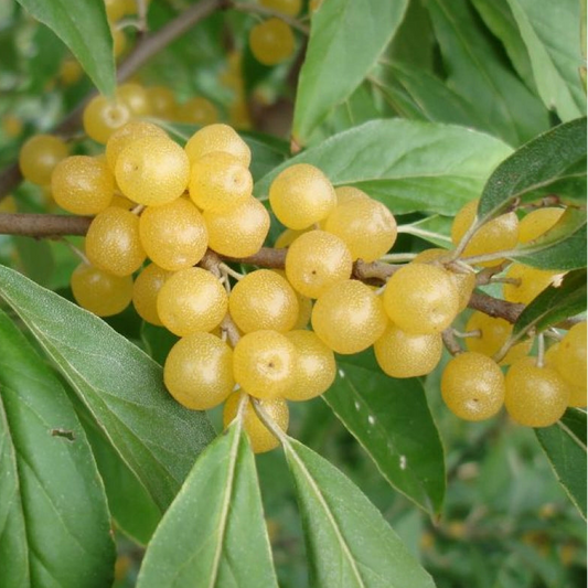 Bilde av Elaeagnus umbellata 'Pointilla Fortunella'-Spanne Plantesalg