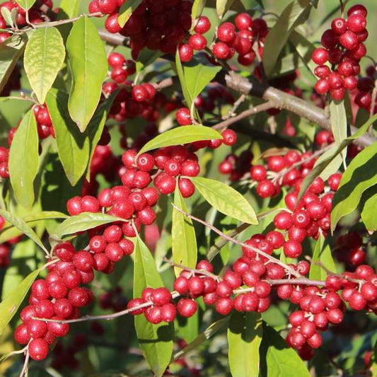 Bilde av Elaeagnus umbellata 'Pointilla Sweet'N'Sour'-Spanne Plantesalg