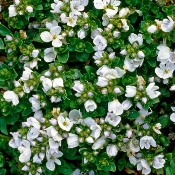 Bilde av Veronica repens-Spanne Plantesalg