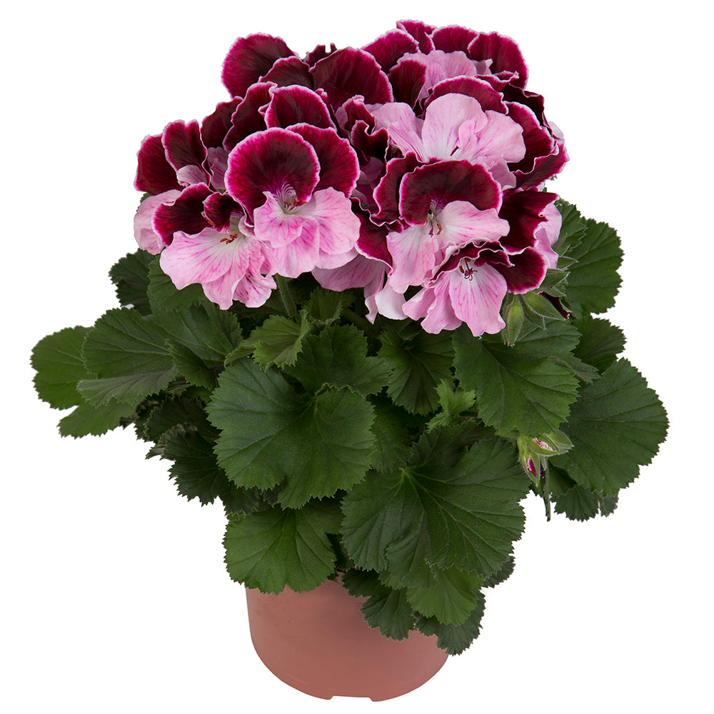 Bilde av Pelargonium x grandiflorum Elegance© Jeanette, 2 For 99,90-Spanne Plantesalg