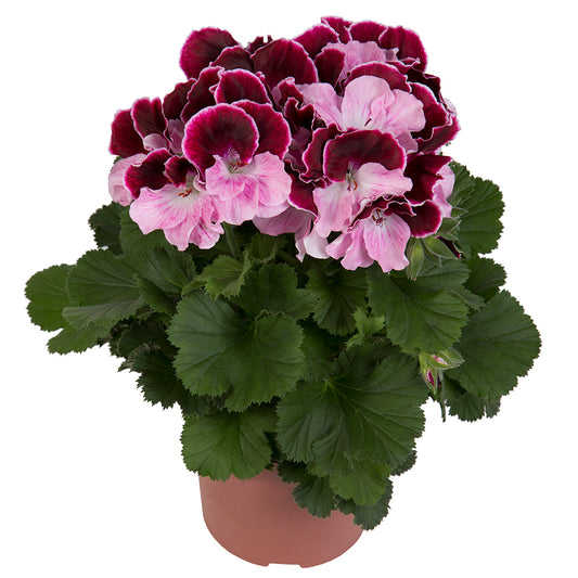 Bilde av Pelargonium x grandiflorum Elegance© Jeanette, 2 For 99,90-Spanne Plantesalg