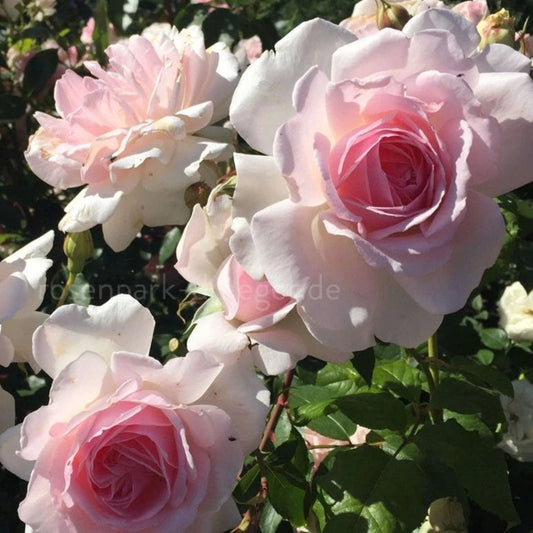 Bilde av Emmelie de Forest-Spanne Plantesalg