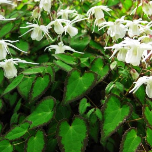 Bilde av Epimedium grandiflorum higoense-Spanne Plantesalg