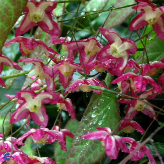 Bilde av Epimedium rubrum 'Galadriel'-Spanne Plantesalg