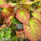 Bilde av Epimedium × rubrum-Spanne Plantesalg