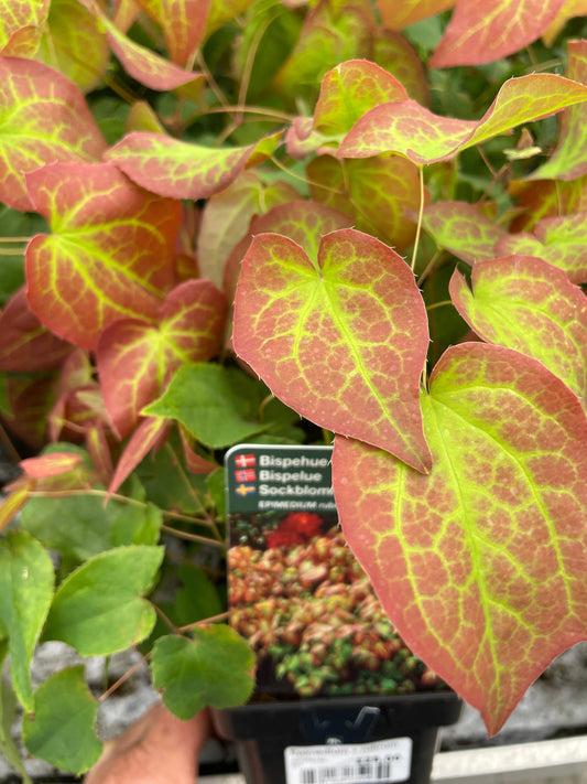 Bilde av Epimedium × rubrum-Spanne Plantesalg