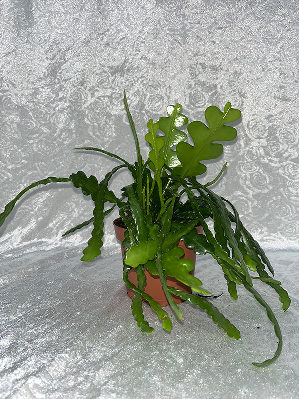 Bilde av EPIPHYLLUM ANGULIGER-Spanne Plantesalg