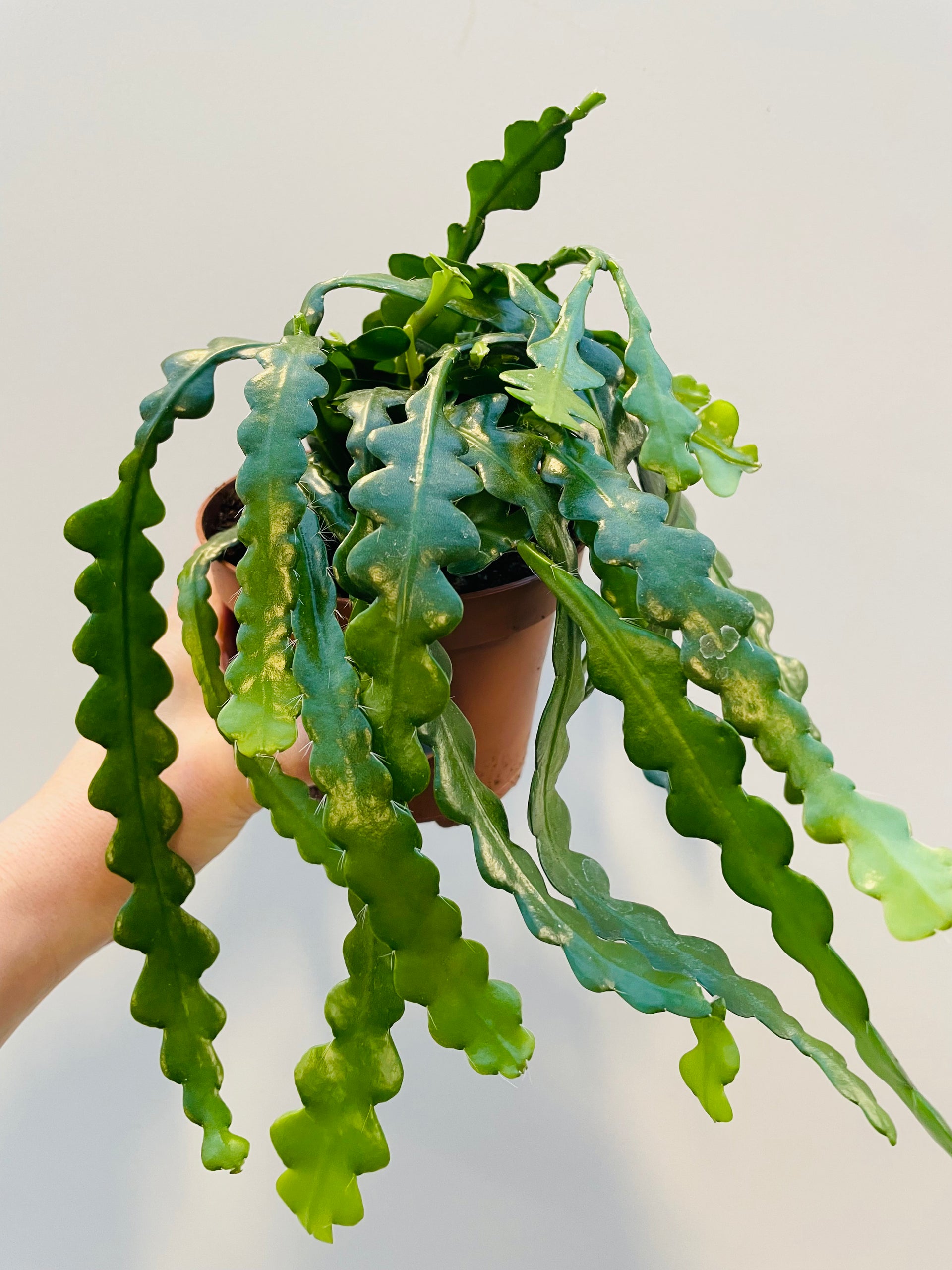 Epiphyllum anguliger 'Fishbone Cactus' – Spanne Plantesalg