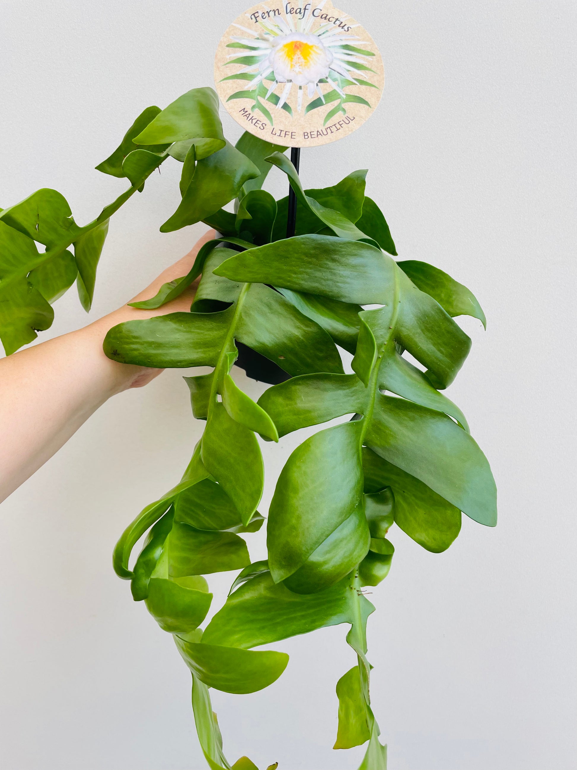 Bilde av Epiphyllum chrysocardium-Spanne Plantesalg