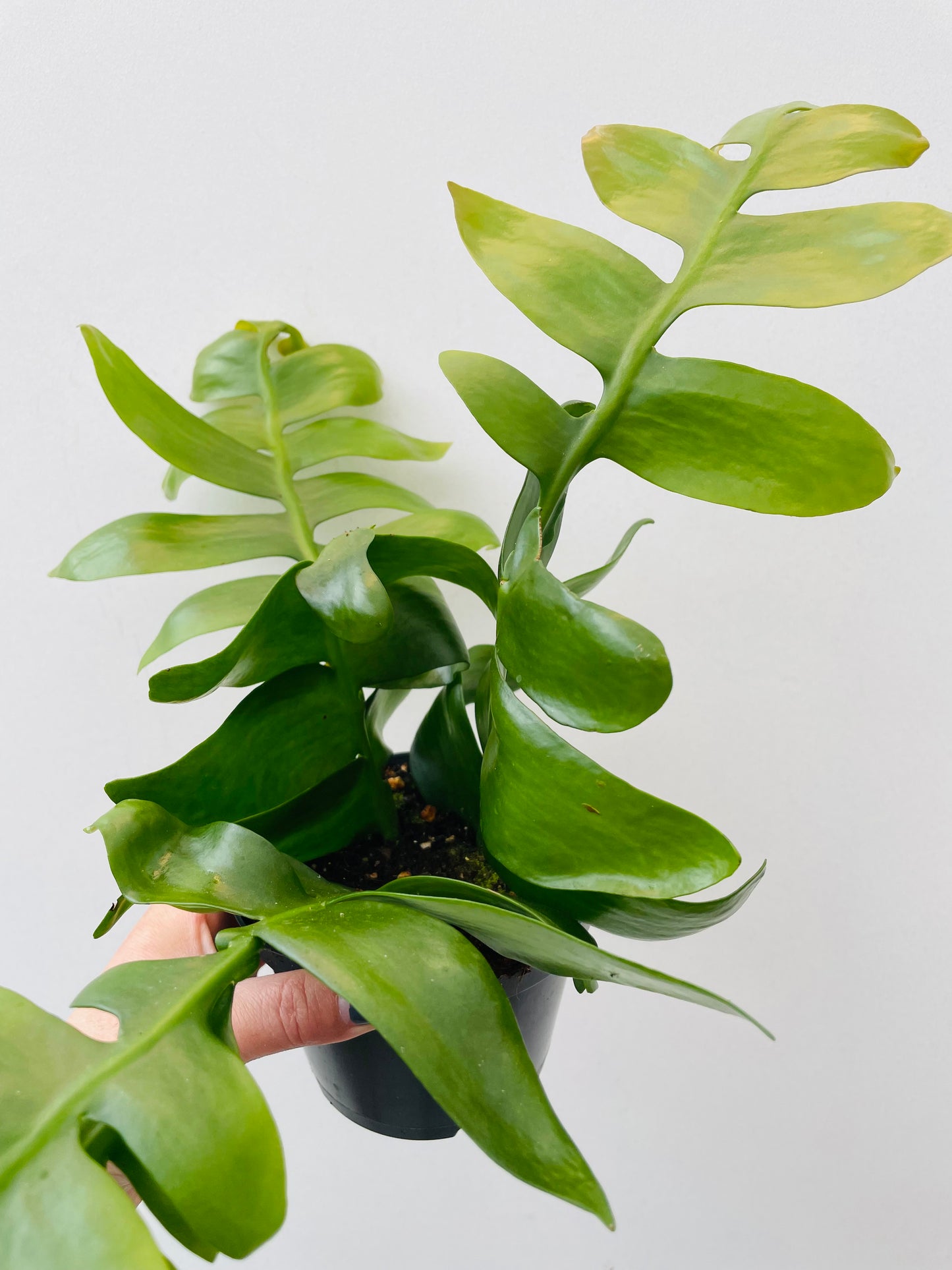 Bilde av Epiphyllum chrysocardium-Spanne Plantesalg