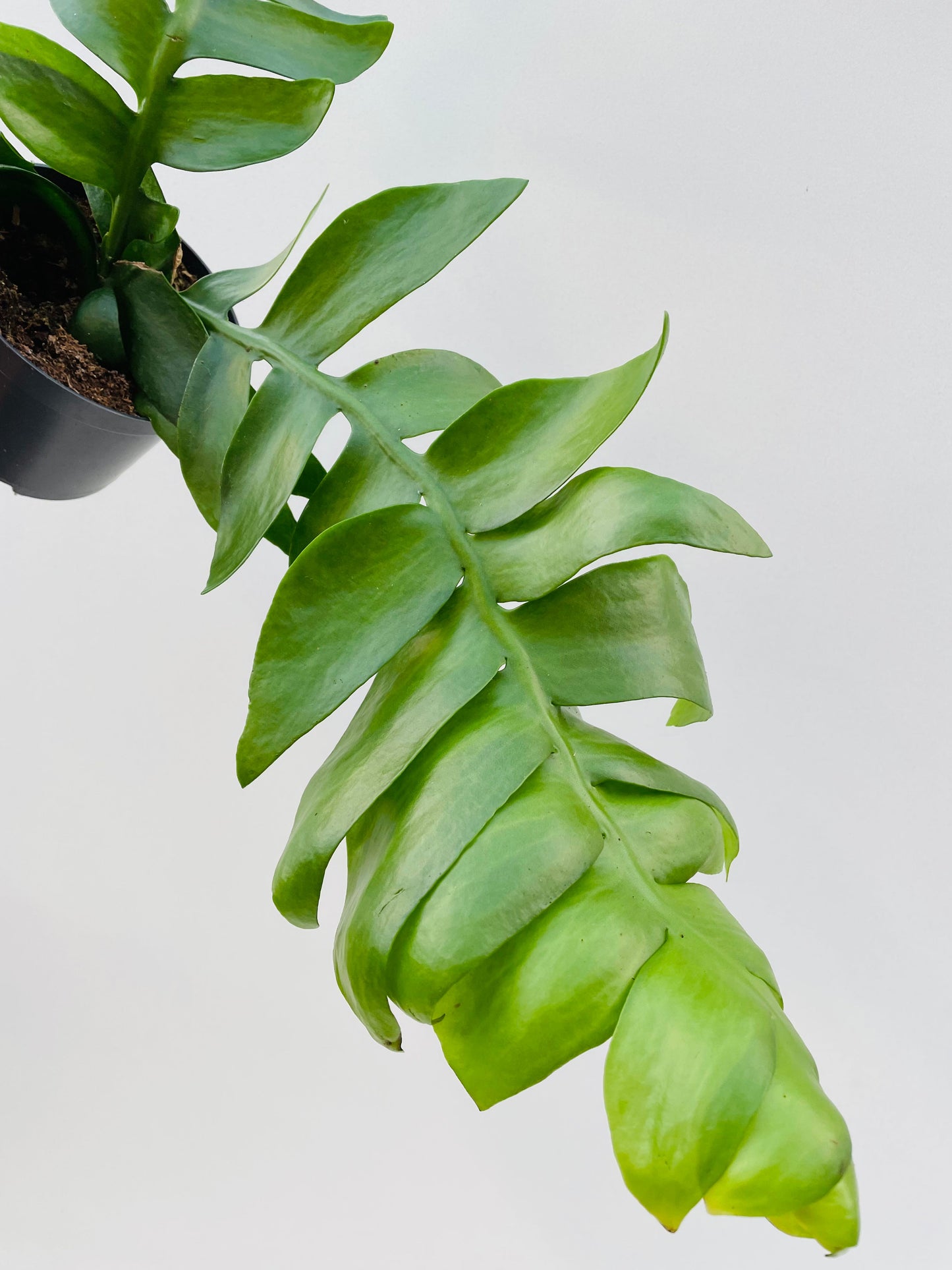 Bilde av Epiphyllum chrysocardium ‘Fern Leaf’-Spanne Plantesalg