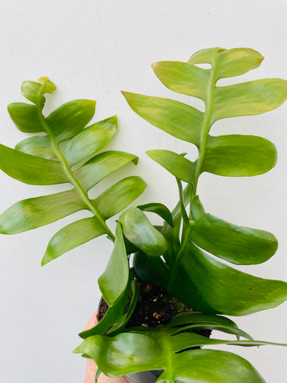 Bilde av Epiphyllum chrysocardium-Spanne Plantesalg